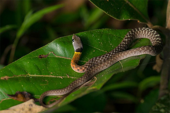 Loài rắn đẹp mê nhưng cực độc, cắn chết nhiều người ở Việt Nam