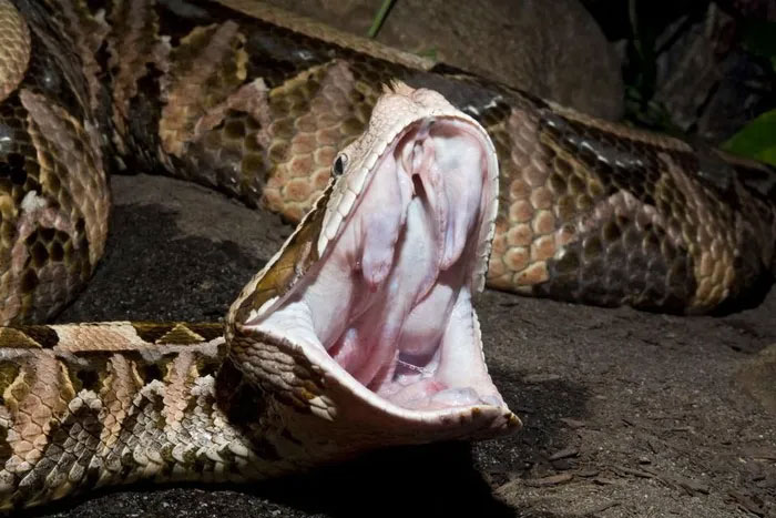 Loài rắn độc nhất sẽ vượt biên sang Đông Nam Á vì biến đổi khí hậu