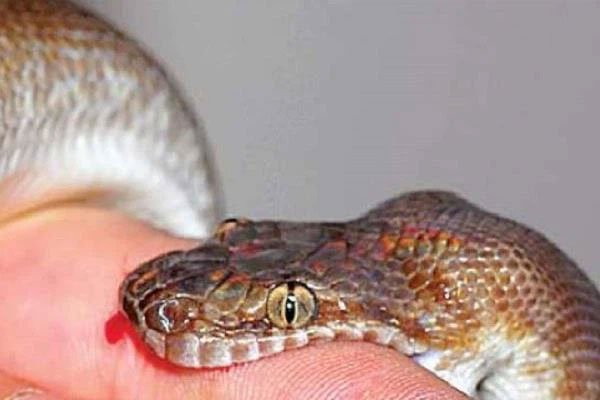 Loài rắn độc nhất Trung Quốc: 1 miligam nọc là đủ giết người, hổ mang chúa cũng phải khiếp sợ