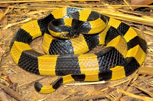 Loài rắn độc nhất Việt Nam: Cạp nong, cạp nia hay hổ mang chúa cũng không có cửa