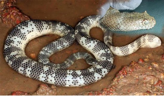 Loài rắn độc nhất Việt Nam: Cạp nong, cạp nia hay hổ mang chúa cũng không có cửa