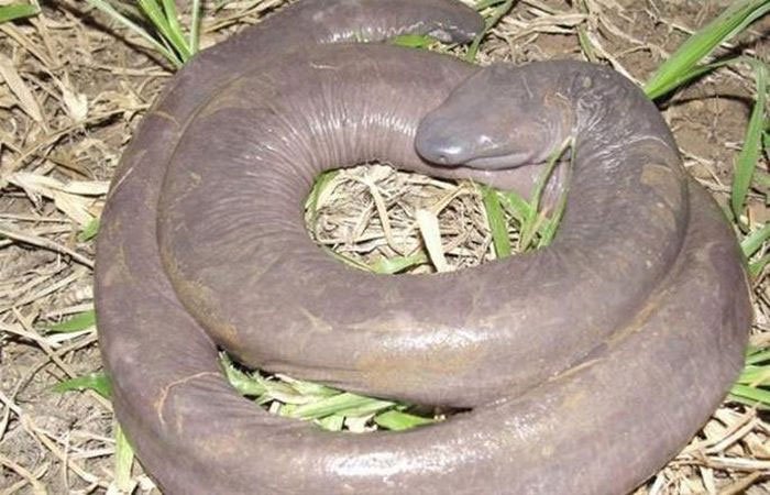 Loài rắn dương vật kỳ lạ xuất hiện ở Mỹ