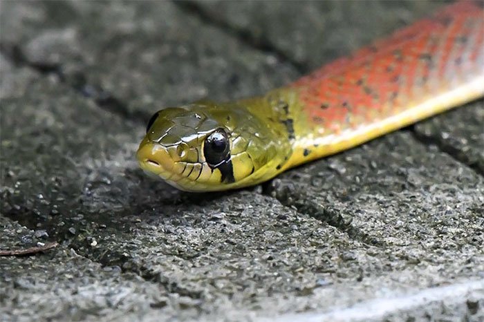 Loài rắn khiến nạn nhân bị chảy máu không ngừng đến chết
