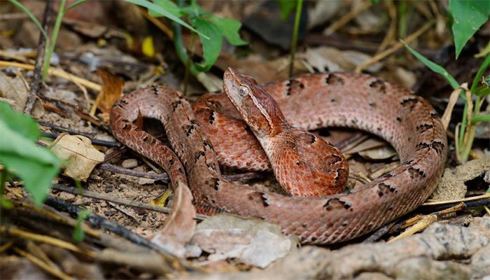 Loài rắn kịch độc có nọc khiến tim ngừng đập chỉ trong vài phút ở Việt Nam