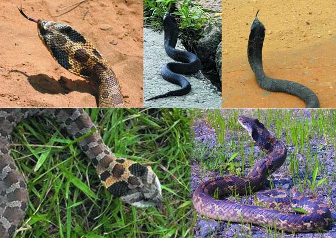 Loài rắn kỳ lạ có khả năng giả mạo tài tình