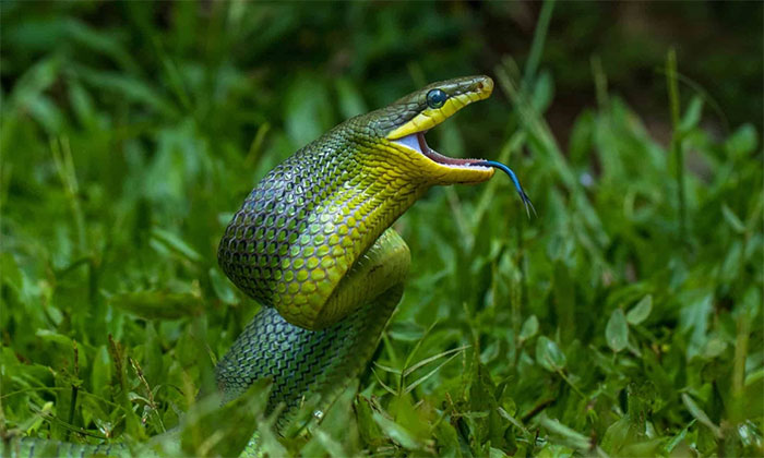 Loài rắn mang tên gọi đáng sợ và giống hệt rắn độc nhưng vô hại