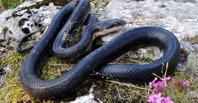 Loài rắn nào sở hữu tốc độ nhanh nhất hành tinh?