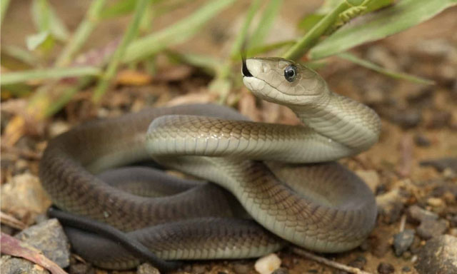 Loài rắn nào sở hữu tốc độ nhanh nhất hành tinh?