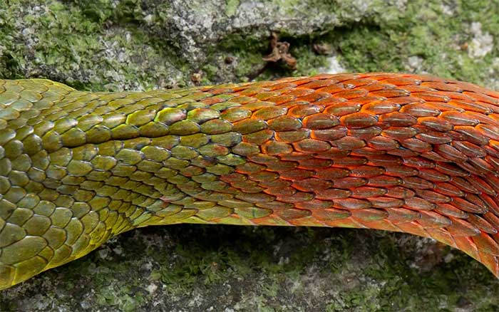 Loài rắn nước ở Việt Nam tưởng vô hại nhưng mang nọc độc chết người
