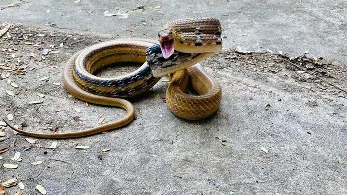 Loài rắn rất hung dữ nhưng không độc và có ích cho nông nghiệp