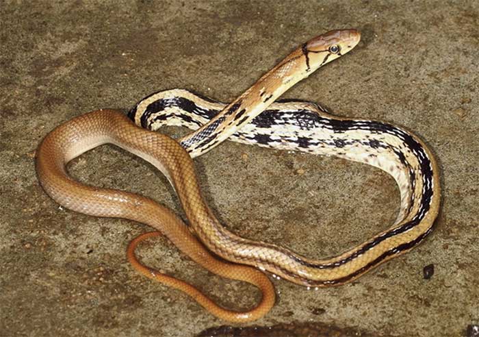 Loài rắn rất hung dữ nhưng không độc và có ích cho nông nghiệp