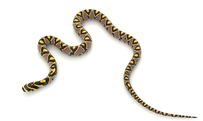Loài rắn sở hữu họa tiết sặc sỡ và độc đáo tại Việt Nam!