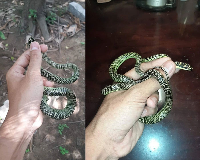 Loài rắn vô hại nhưng thường bị hiểu lầm là cực độc tại Việt Nam