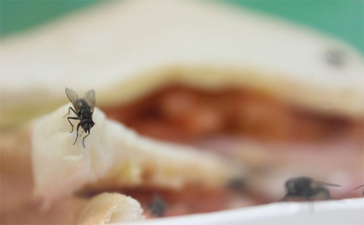 Loài ruồi - vị cứu tinh đắc dụng xử lý các loại thực phẩm thừa