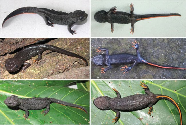 Loài sa giông cá sấu mới siêu dễ thương được phát hiện ở Việt Nam