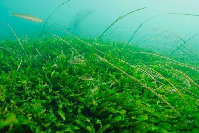 Loài tảo biển hủy diệt đang sinh sôi với tốc độ chóng mặt tại New Zealand