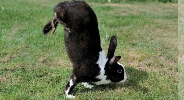 Loài thỏ kỳ lạ chỉ di chuyển bằng cách… trồng chuối