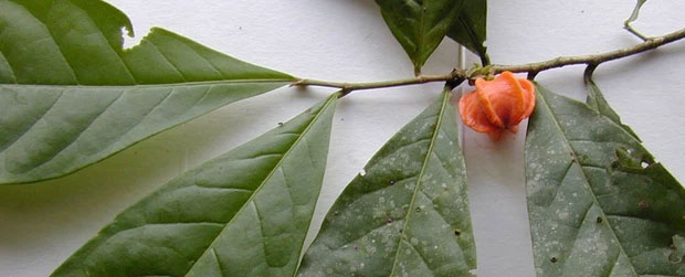 Loại trái cây bí ẩn giữa rừng Amazon: Nhìn giống khế, ăn thơm ngọt mà suốt 50 năm không ai biết là quả gì