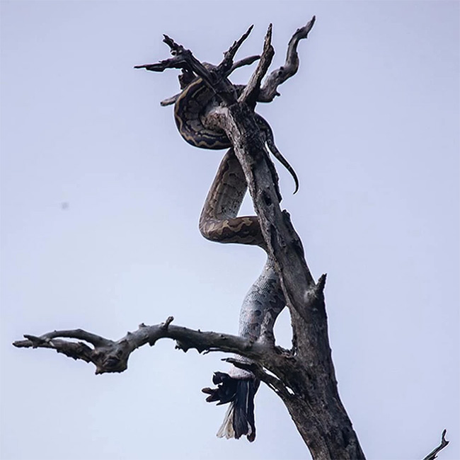 Loài trăn lớn nhất Nam Phi leo lên cây tóm gọn chim mỏ sừng