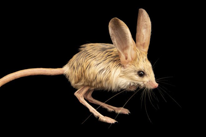Loài vật tí hon kỳ lạ này trông giống như sự pha trộn giữa chuột, thỏ, lợn và một con chuột túi