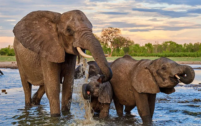 Loài voi có thể là chìa khóa để cứu Trái đất