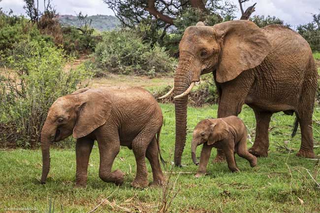 Loài voi có thể là chìa khóa để cứu Trái đất