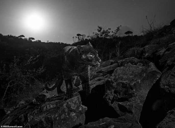 Loạt ảnh đẹp tuyệt của báo đen cực hiếm ở Châu Phi