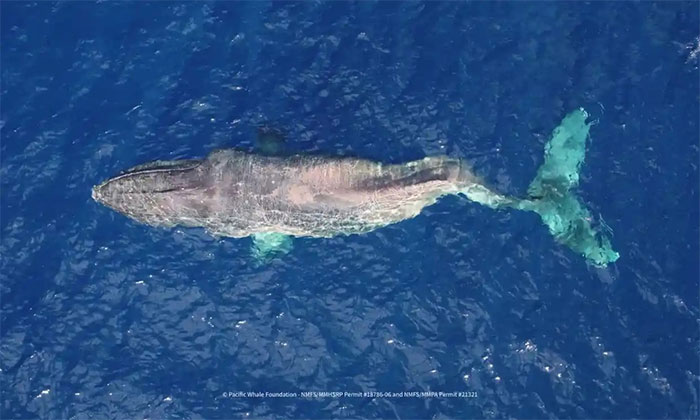 Lời cảnh báo từ tấm ảnh chụp con cá voi lưng gù tên Moon