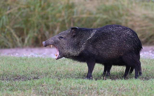 Lợn có sức chiến đấu không mạnh lắm, vậy tại sao chúng vẫn chưa bị tuyệt chủng?