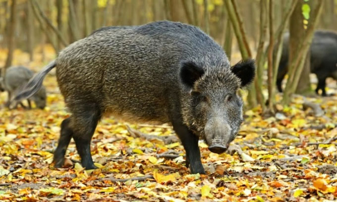 Lợn rừng nhiễm phóng xạ do thử nghiệm hạt nhân