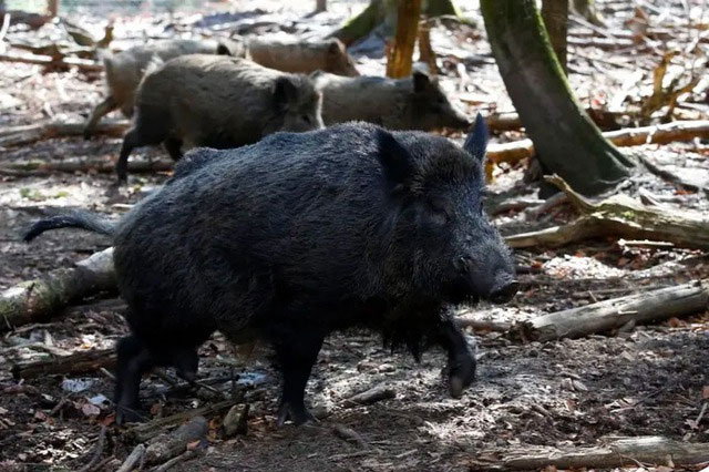 Lợn rừng tràn ngập ở Bavaria, Đức nhưng vì sao không ai dám ăn thịt chúng?