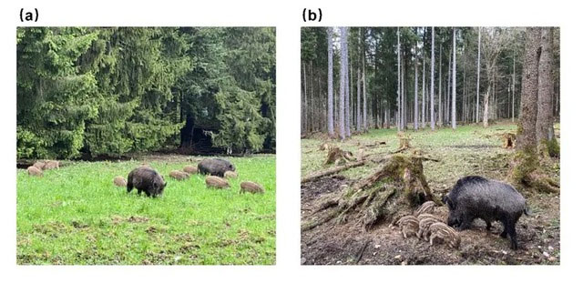 Lợn rừng tràn ngập ở Bavaria, Đức nhưng vì sao không ai dám ăn thịt chúng?