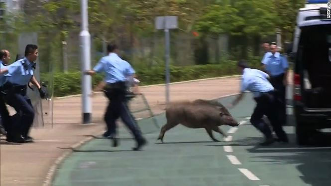 Lợn rừng tràn xuống phố phường Hong Kong