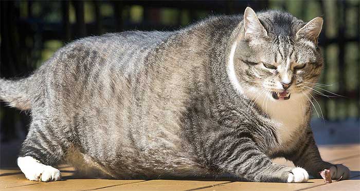 Lũ mèo thực sự đang ngày càng béo hơn và khoa học bảo rằng mọi thứ đều có lý do