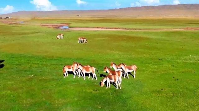Lừa hoang dã Tây Tạng - Loài động vật thích hơn thua và dễ nổi nóng nhất trong giới tự nhiên