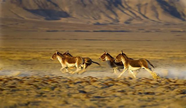 Lừa hoang dã Tây Tạng - Loài động vật thích hơn thua và dễ nổi nóng nhất trong giới tự nhiên