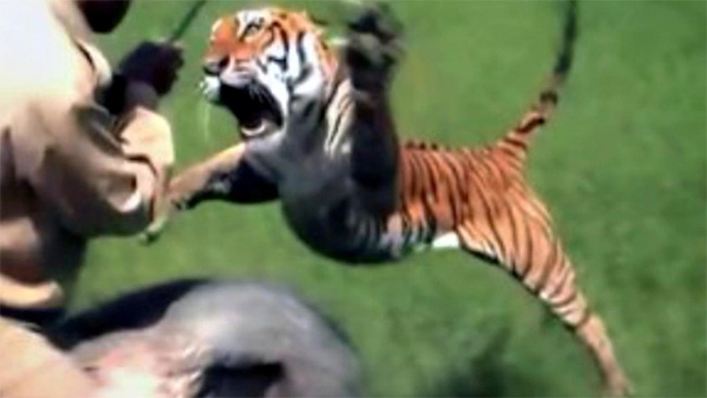 Luật đầu tiên cần phải nhớ khi đến Ấn Độ: Đừng bao giờ giỡn mặt một con hổ Bengal