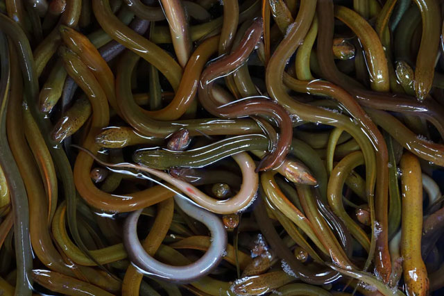 Lươn không có độc, vậy tại sao rắn không dám đụng tới?