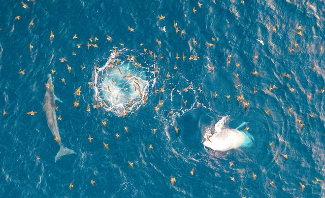 Lý do cá voi liên tục xuất hiện ở vùng biển Đề Gi