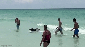 Lý giải về sự xuất hiện bất thường của gấu đen ở bãi biển Florida