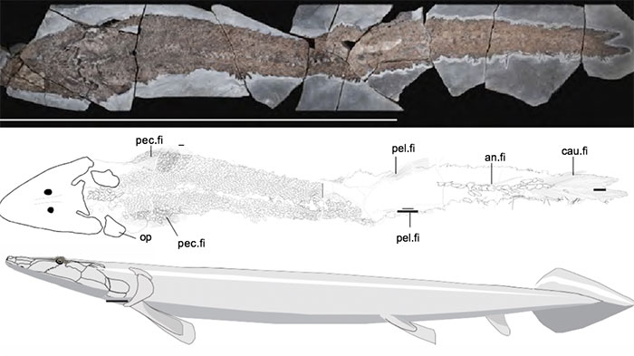 Madagascar có thể là thành trì bí mật của cá hóa thạch sống