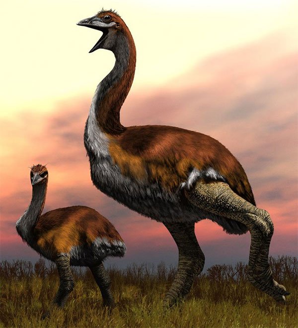 Madagascar phát hiện ra loài chim khổng lồ đầu tiên trong lịch sử có độ cao lên tới 3 mét