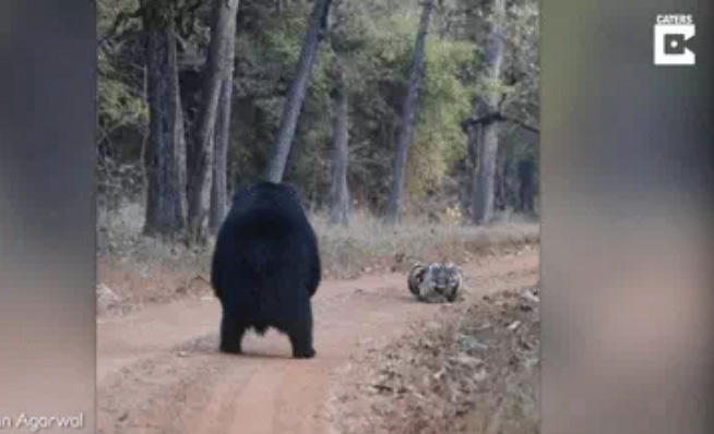 Mãnh hổ đụng độ gấu dữ giữa đường, điều gì sẽ xảy ra sau đó?