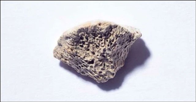 Mảnh xương hơn 10.000 năm tuổi tiết lộ bí ẩn sốc