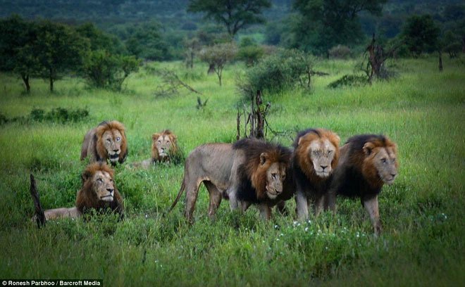 Mapogo: Liên minh 6 con sư tử đực thống lĩnh đồng cỏ Châu Phi
