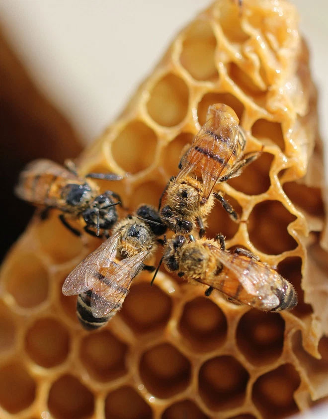 Mật ong ''thuần chay'' sử dụng công nghệ để chế tạo thay vì dùng những con ong