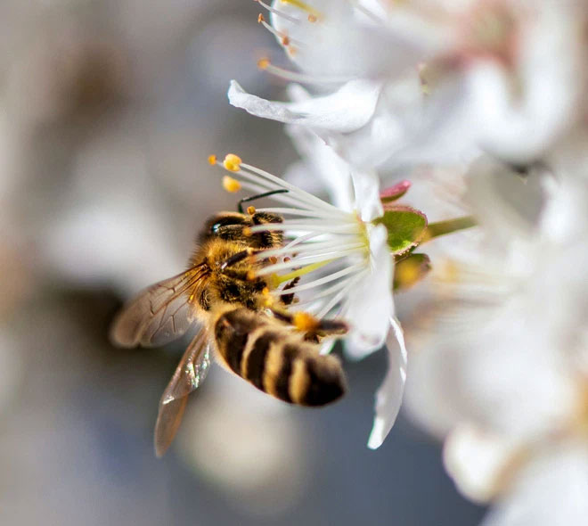 Mật ong ''thuần chay'' sử dụng công nghệ để chế tạo thay vì dùng những con ong