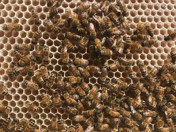 Mật ong được tạo ra như thế nào?