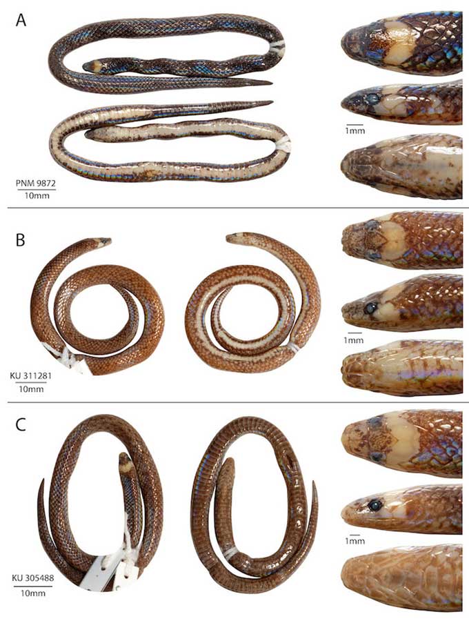 Mẫu vật tiết lộ loài rắn mới có ít đốt sống nhất