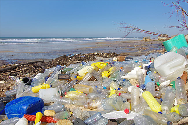 Men tiêu hóa của sâu sáp có thể phân giải nhựa, tiềm năng tạo đột phá cho ngành tái chế